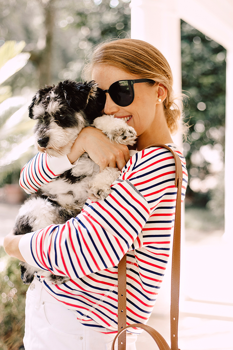 red and blue striped top, miniature schnauzer